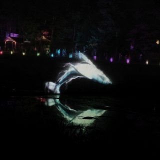 latitude water screen whale